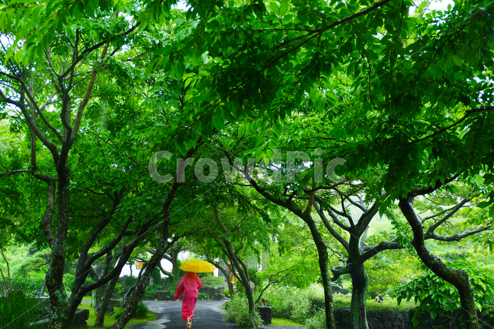 식물,자연,녹색,green,나무,제주도,대비,숲,자연,풍경,nature,landscape,사람,인물,인간,human,person,비,비오는날,rain,rainy,garden,정원,outdoors,옥외,arbour,정자