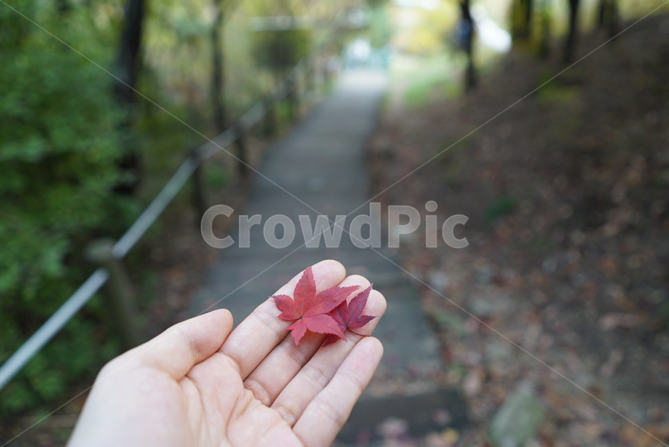 손,가을,산책,낙엽,단풍,등산