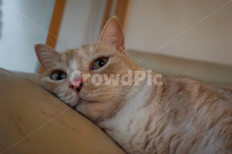 동물,고양이,코리안숏헤어,냐옹이,코숏,동물,animal,포유류,mammal,고양이,cat,kitten,kitty