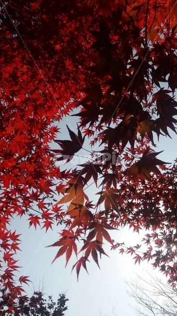 단풍,단풍나무,낙엽,가을,잎새,가을,계절,fall,autumn,season,식물,자연,plants,nature,plant,leaf,잎,tree,나무,maple
