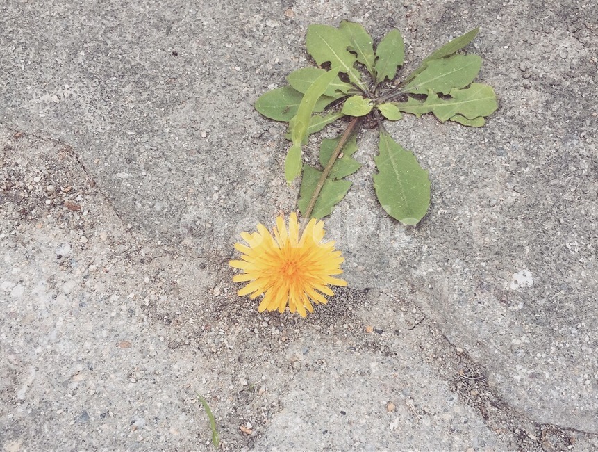 꽃,민들레,아련,슬퍼보이는꽃,아련꽃,민들레꽃