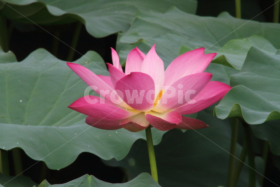 연,꽃,식물,자연,lotus,식물,자연,plants,nature,꽃,flower