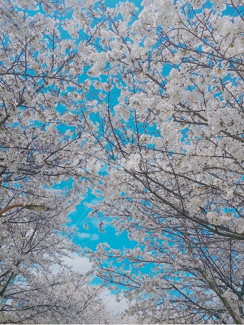 벚꽃,봄풍경,꽃밭,조화,하늘,꽃,봄,계절,spring,season