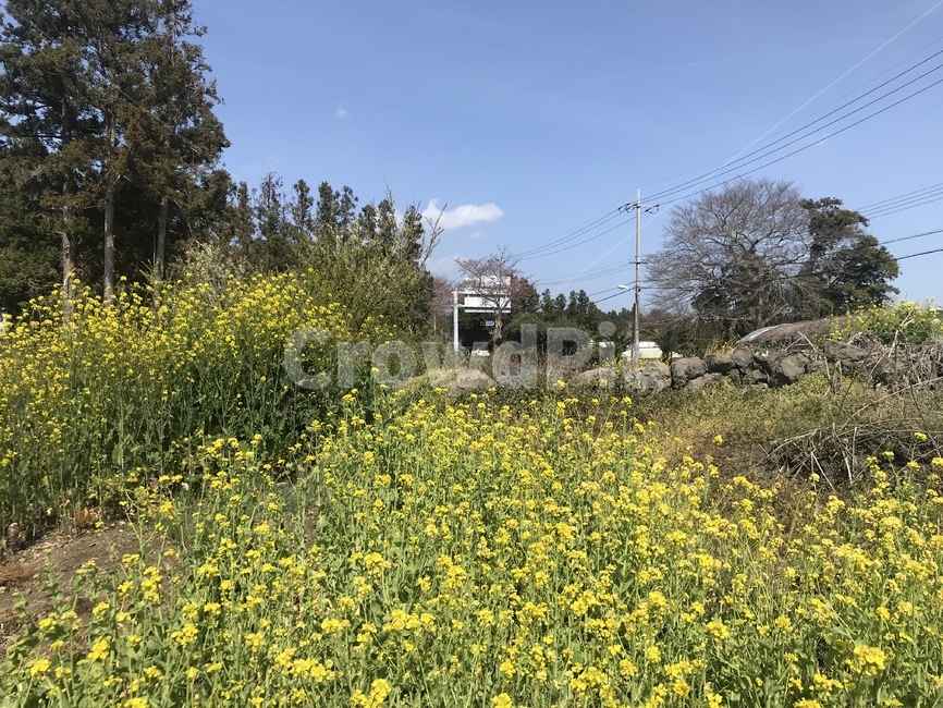 제주유채꽃,봄,제주도,꽃,유채꽃