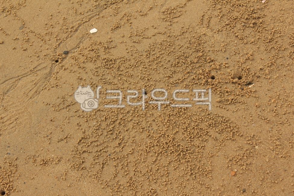 Sand,beach,nature,summer,soft,sand ball,ball,soil,seaside,hole,crab hole,sandy field,close-up,crab,animal