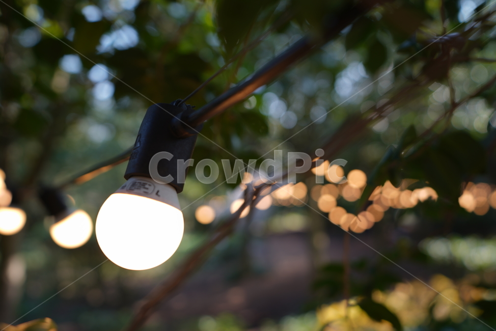 전등,불빛,야경,보케,숲속,몽환,노란색,나무,숲,light,tree,나뭇잎,줄기,야경,밤,풍경,nightscape,night,landscape,빛
