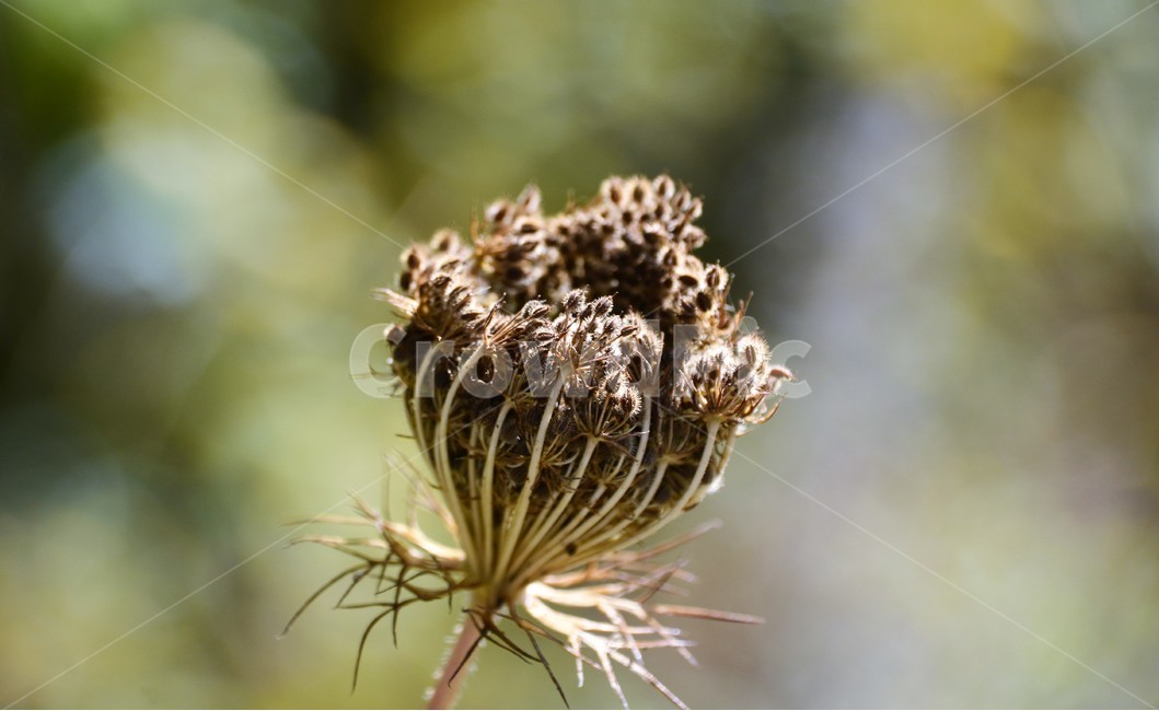 식물,자연,아웃포커스,접사,신비,식물,자연,plants,nature