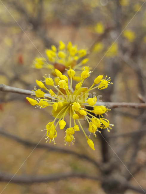 꽃,식물,근접,봄,flower
