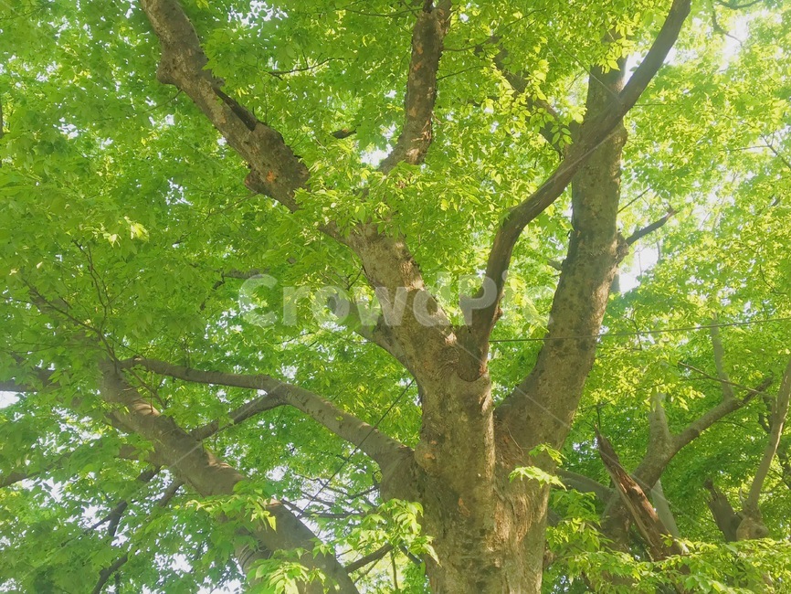 나무,감성,자연,잎,여행,nature,feeling,healing,힐링,여유,여름,야외,큰나무,오전,배경,동네,산책,시골,밝은,청정