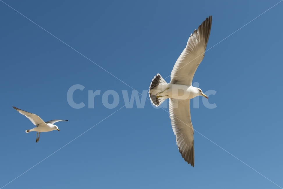 갈매기,하늘,날다,날개,푸른하늘,스카이,동물,새,sky,animal,gulls,bird,wings,fly,skyblue,blue,nature,동물,animal,조류,새,birds