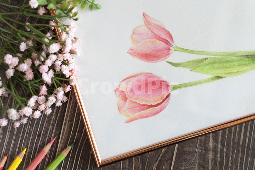 튤립그림,색연필화,색연필화그림,꽃그림,튤립,꽃,색연필,tulip,예술,art