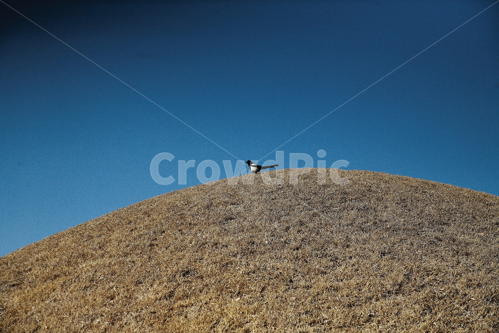 새,하늘,까치,bird,sky,magpie