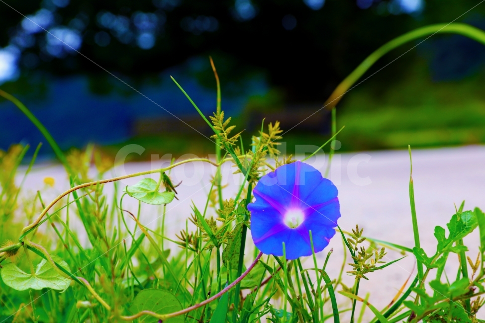풍경,가울,꽃,바탕화면,사진,식물,자연,plants,nature,꽃,flower