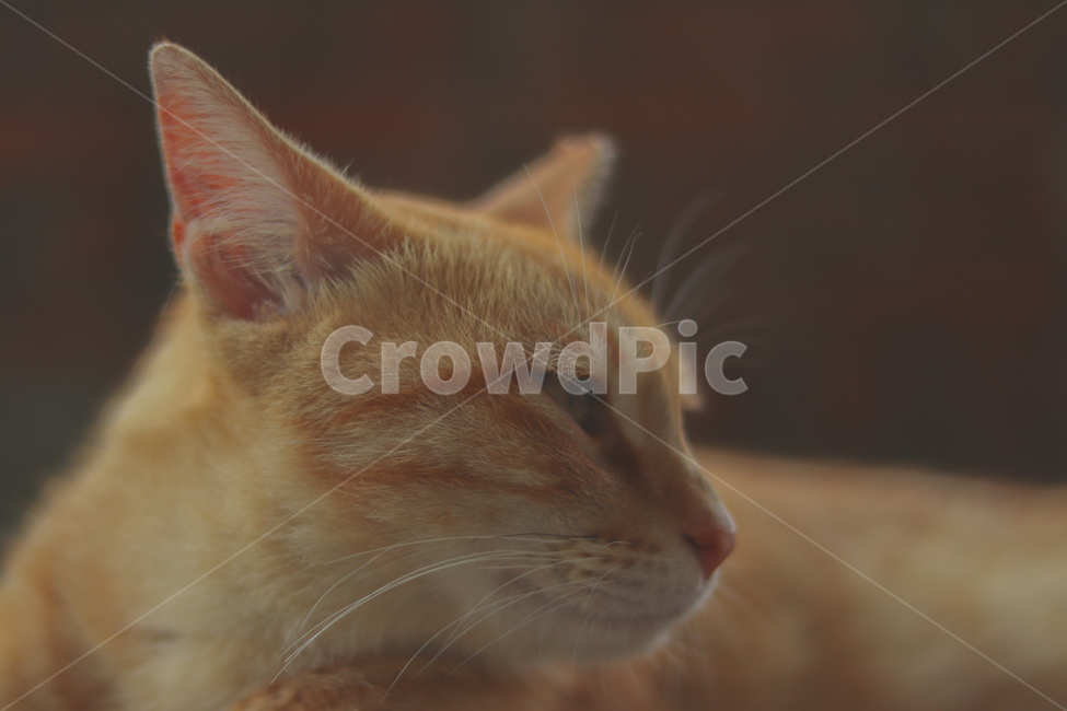 sleep,stray cat,Meow,street,cat,animal,Street,straycat,kitty