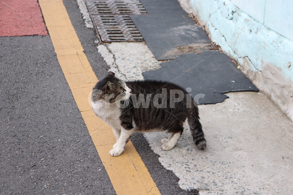 동물,고양이,길고양이,감천,길거리,골목,cat,animal,street,alley,동물,animal,포유류,mammal,고양이,cat,kitten,kitty