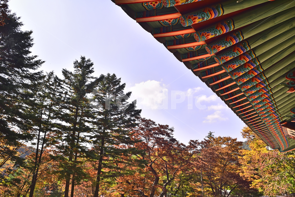 남한산성,한국전통,세계문화유산,유네스코,가을,koreatraditional,유형문화재,문화유적지,역사,히스토리,history,unesco,한국자연경관,가을배경,단풍숲,forest,가을풍경,fall,season,시즌,계절,가을분위기,가을서정,야외,옥외,아웃도어,outdoor,autumn,건축물,식물,plant,architecture,처마,단청,고유색,칼라풀,building,건물,가을,계절,fall,autumn,season,한국전통,한국문화,korean traditional,korean culture,건축물,건물외관,exterior,building,structure,architecture,construction