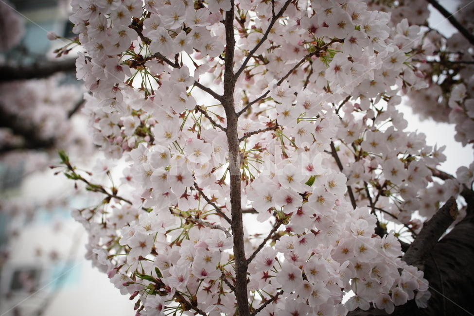 flower,blossom,꽃,벚꽃,식물