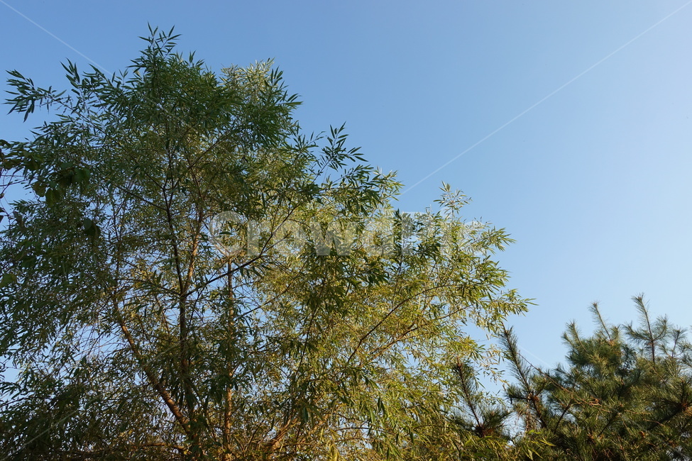 나무,하늘,식물,푸르름,자연,풍경,tree,sky