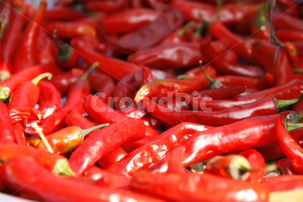 가을,고추,수확,태양초,건고추,음식,식재료,요리,food,cook,meal,dishes,food reserves,채소,야채,vegetables