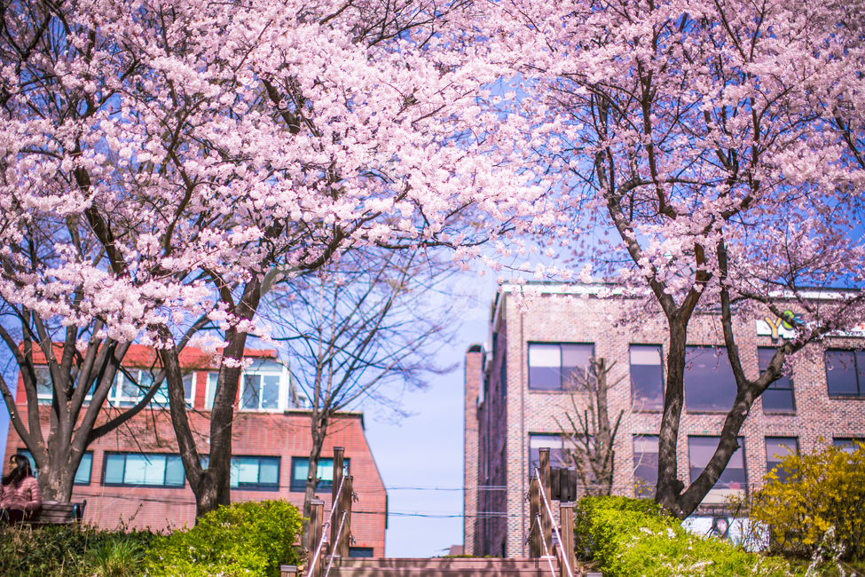 봄,벚꽃,꽃나무,꽃놀이,분홍색,봄풍경,cherryblossom,벚나무,벚꽃놀이,pink