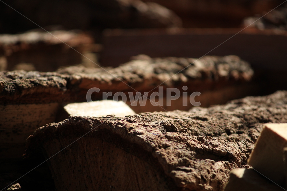 나무,장작,껍질,나무껍질,햇빛,나무,trees,wood