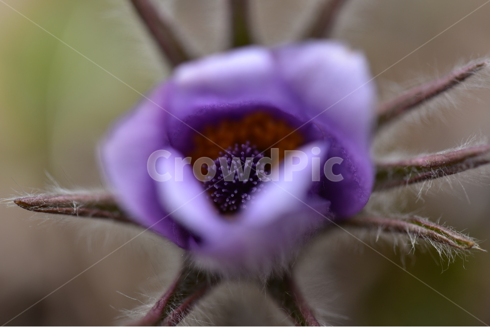 할미꽃,koreanpasqueflower,노고초,백두옹,봄꽃,야생화,식물,자연,plants,nature,꽃,flower