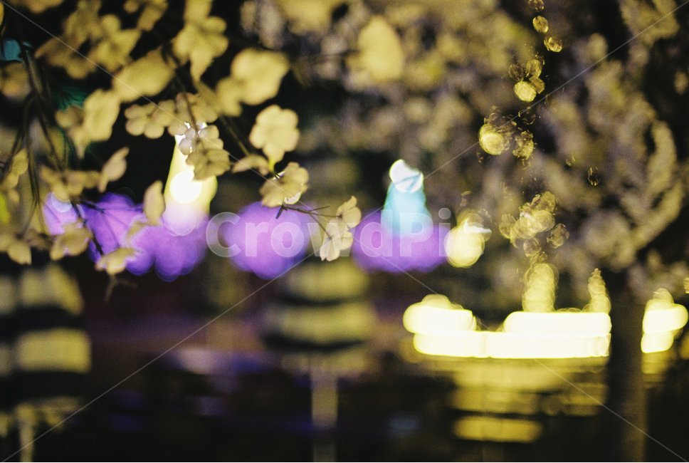 야경,꽃,감성,봄,벚꽃,봄,계절,spring,season,야경,밤,풍경,nightscape,night,landscape