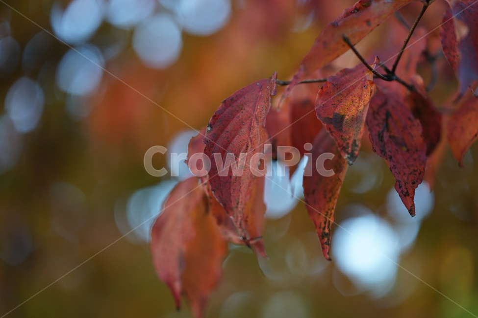 가을,단풍,아웃포커스,접사,단풍나무,fall,macro,autumn