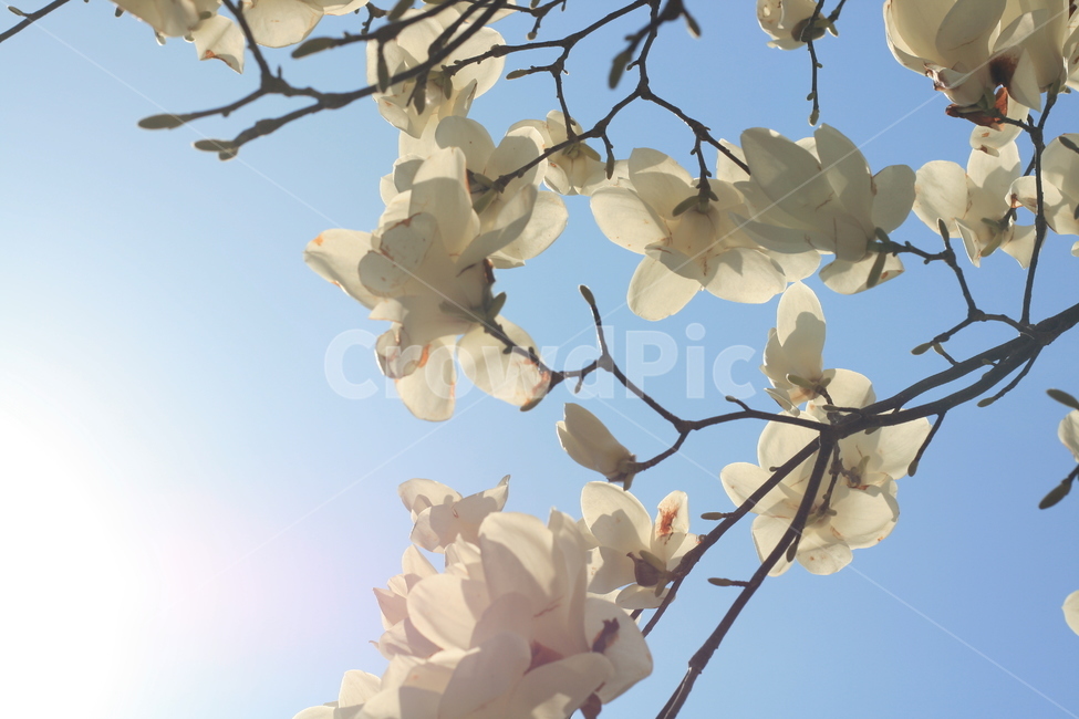 하늘,꽃,감성,봄,spring,sky,flower,봄,계절,spring,season,식물,자연,plants,nature,꽃,flower,plant