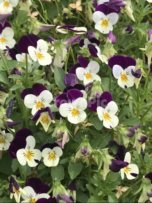 플라워,꽃,자연,flower,식물