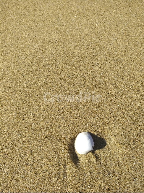 해변,조개껍질,자연감성,배경,모래