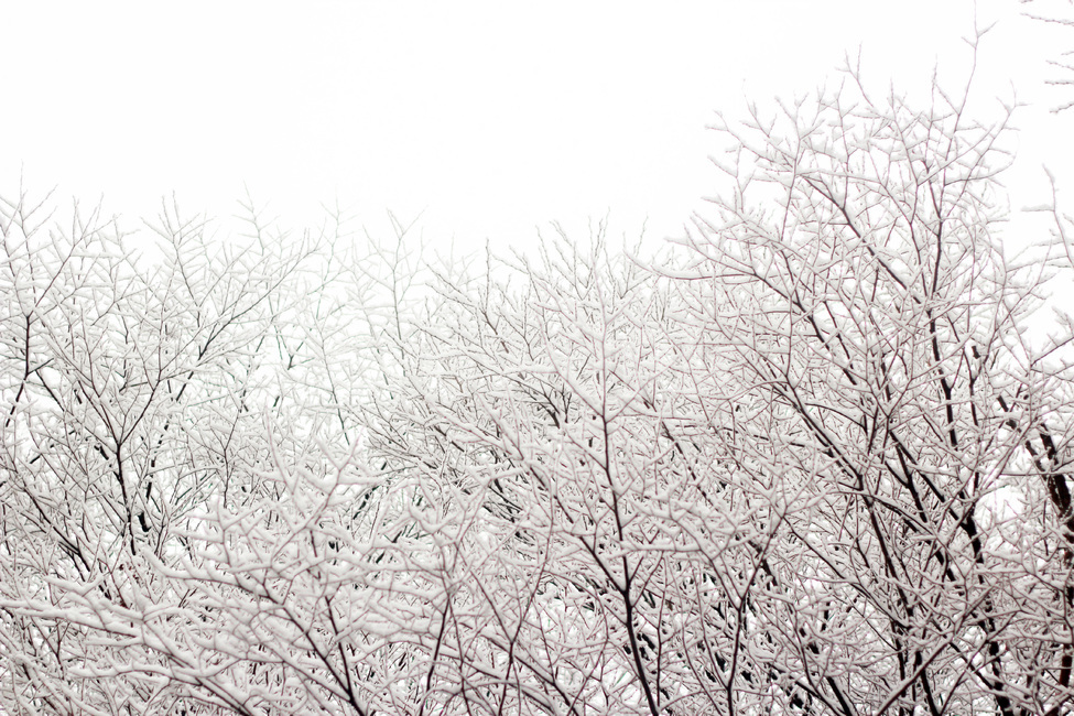 눈,겨울,나무,winter,snow,tree,조용함,백색,겨울,계절,winter,season