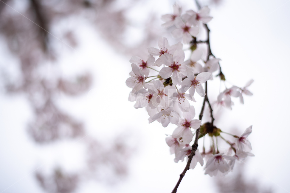 벚꽃,cherryblossom,봄,spring,꽃,flower,자연,nature,식물,plant,봄,계절,spring,season,식물,자연,plants,nature,꽃,flower,blossom