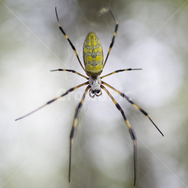 invertebrate,무척추동물,animal,곤충,insect,거미류,arachnid,동물,gardenspider,정원거미,거미,spider