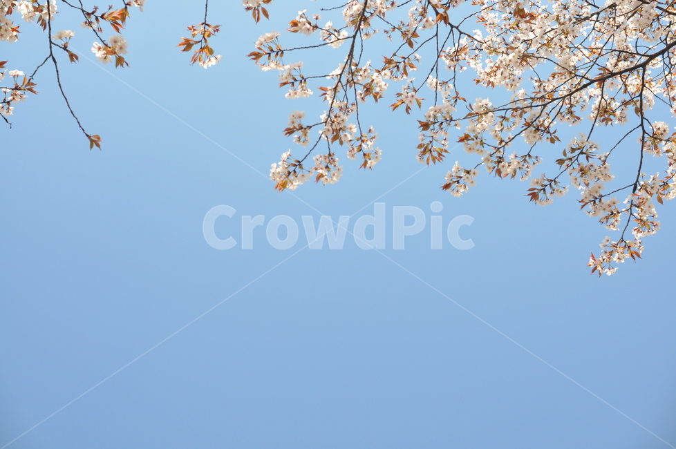 벚꽃,꽃,하늘,자연,파란하늘,abeautifulflower,flower,beautiful,nature,sky,식물,자연,plants,nature,꽃,flower