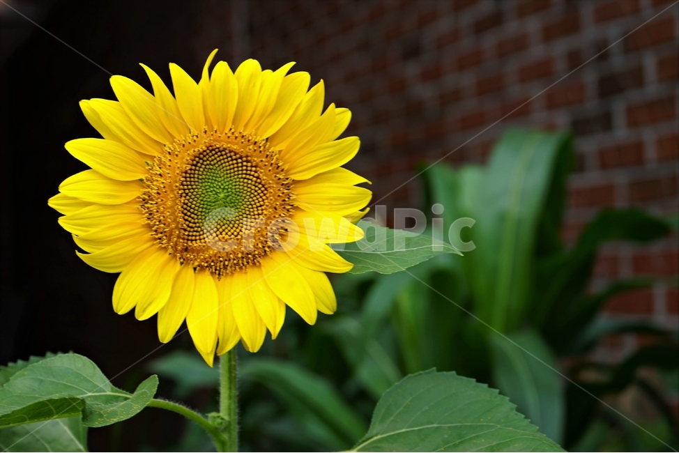 해바라기,노랑,꽃,식물,자연,bloom,sunflower,floral,plant,beautiful,flower,식물,자연,plants,nature,꽃,flower