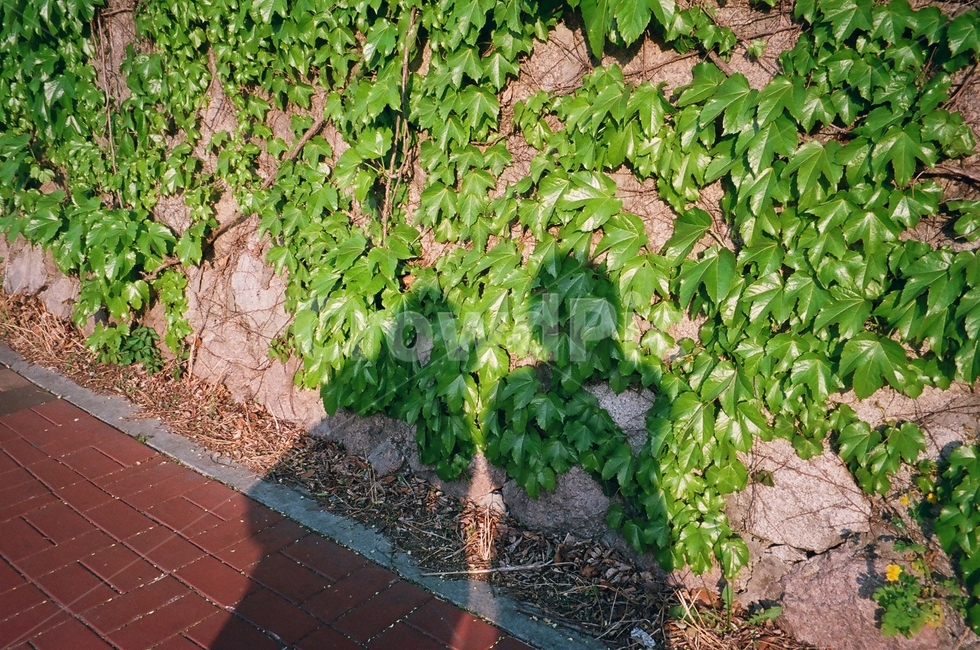 그림자,사람,따스함,여름,shadow,leaf,식물