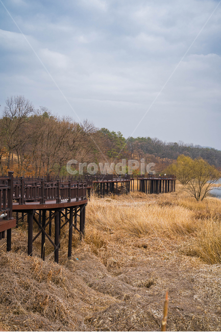 식물,가을,겨울,풍경,자연,plant,nature,겨울모습,가을모습,댐,호수,갈대