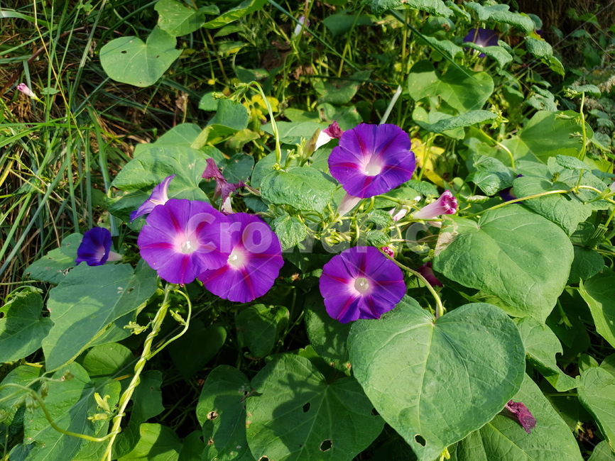 flower,꽃,식물,plant,나팔꽃,식물,자연,plants,nature,꽃,flower