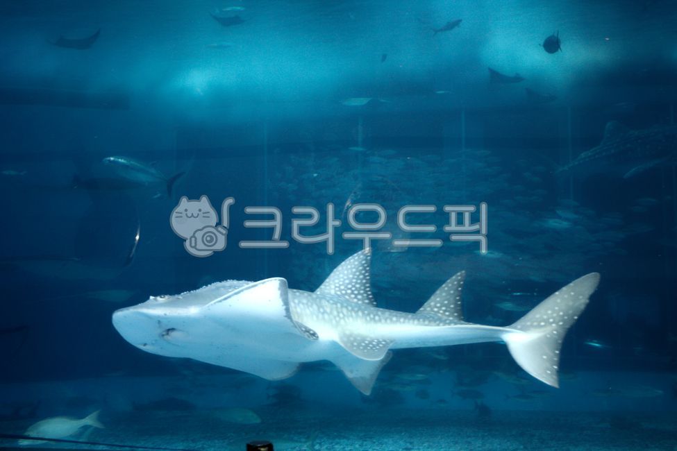 shark,ocean,aquarium,marine life