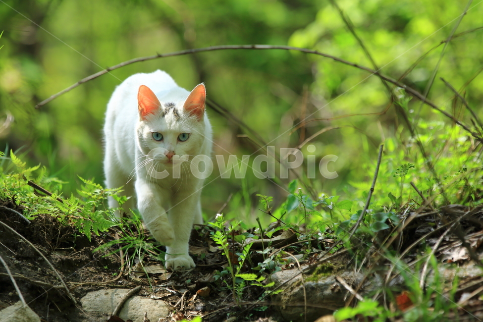 고양이,하얀고양이,산고양이,길고양이,백묘,흰고양이,cat,whitecat,alleycat,동물,animal,고양이,cat,kitten,kitty