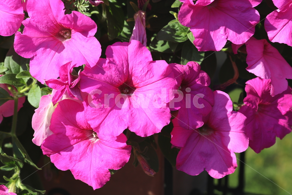 꽃,페튜니아,페튜니아꽃,식물,자연,페츄니아,분홍꽃,식물,자연,plants,nature,꽃,flower