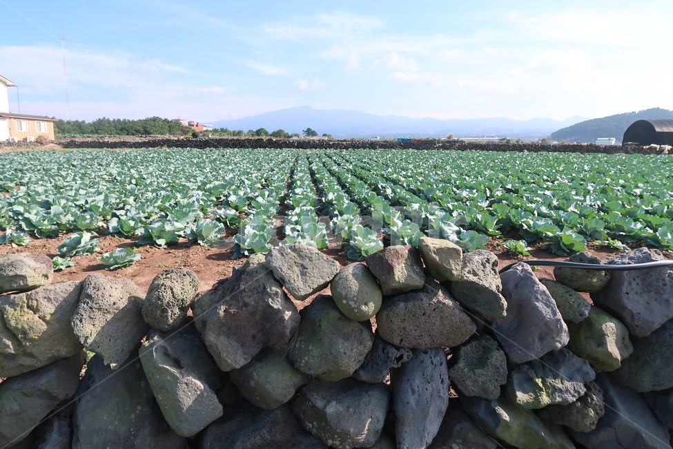 양배추,양배추밭,시골풍경,가을,농사,밭담,제주,제주가을,rubble,파편,돌,농업,농사,agriculture,farming,farming industry