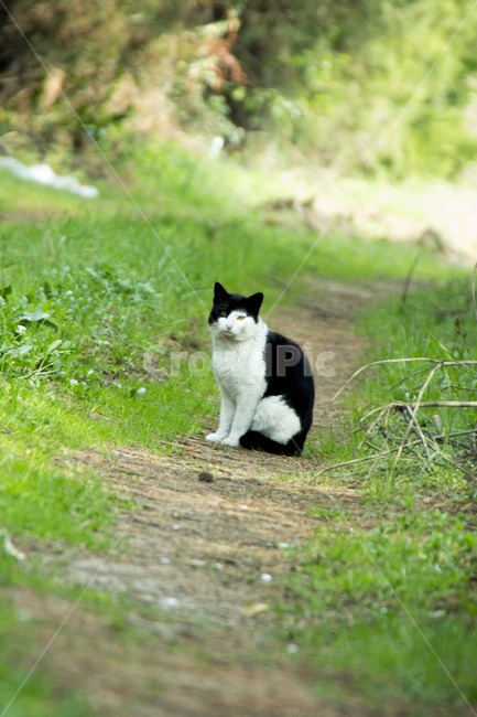 cat,고양이,동물,animal,pet