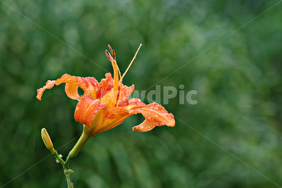 꽃,봄,식물,축제,예쁜,공원,식물,자연,plants,nature,꽃,flower