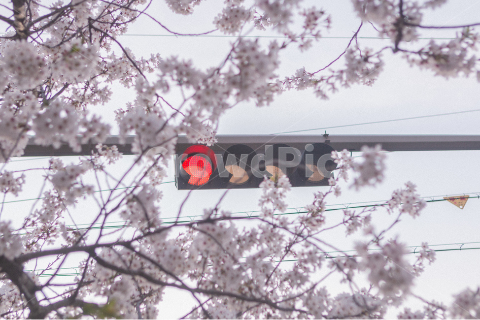 신호등,벚꽃,봄,핑크,분홍색,cherryblossom,꽃,기다림,flower,plant,식물,spring,나무,봄,계절,spring,season