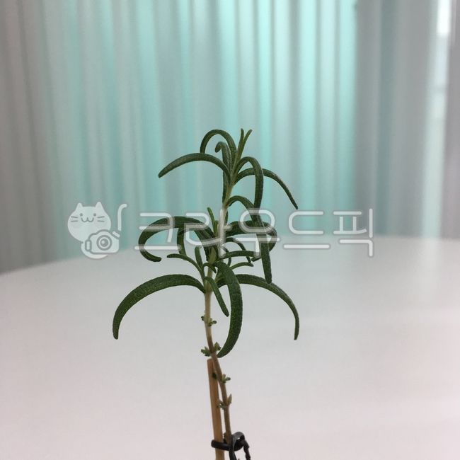 bending,pruning,home gardening,rosemary,plant,Rosemary,Pruning rosemary,plant propagation,Rosemary propagation