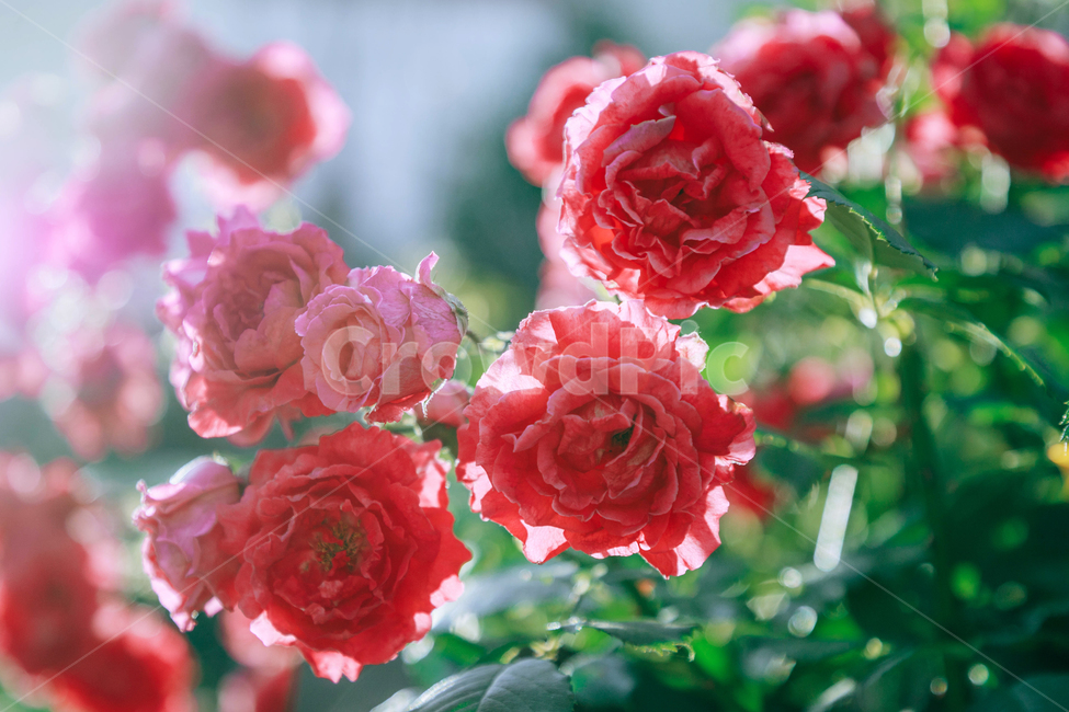 꽃,장미,붉은,빨간,아름다운,5월,자연,식물,꽃잎,잎파리,flower,rose,햇살,햇빛,햇볕,식물,자연,plants,nature,꽃,flower,휴식,힐링,rest,relaxation,healing