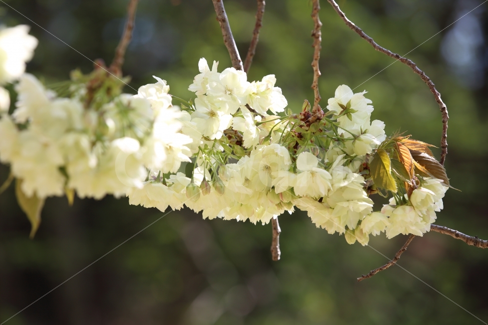 이미지,사진,포토,웹,식물,풍경,꽃,벚꽃,봄,식물,자연,plants,nature,봄,계절,spring,season,꽃,flower