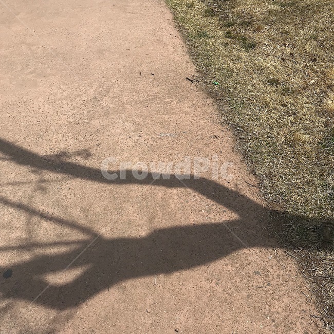 나무,그림자,빛,식물,shadow,tree,plant,nature